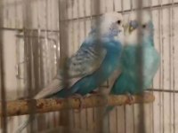 Jumbo takım muhabbet kuşu