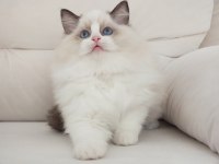 Full şecereli ragdoll yavruları