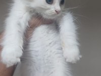 BRİTİSH SHORTHAİR MİNNOŞLAR