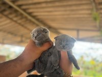 Yavru scottish fold kediler