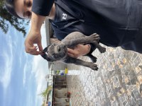 Cane corso köpeği