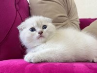 Safkan scottish fold yavrumuz