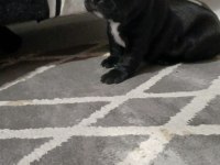 MÜKEMMEL FRENCH BULLDOG YAVRULARIMIZ