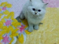 Safkan minik kediler