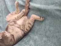 Tatlı bir scottish fold