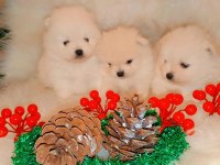 Pomeranian kartopları yeni yuvalarına şans getirmeye hazır