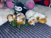 Ginepig yavruları