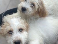 Terrier güzel yavrularımız