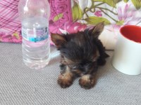 MİKRO TEACUP YORKSHİRE TERRİER