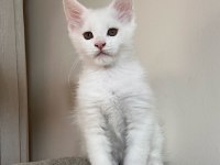 saf kan şecereli Beyaz Aslanlar maine coon yavruları