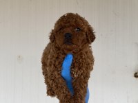Red Brown Şecereli Toy Poodle Yavrular