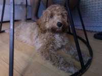 2,5 aylık toy poodle