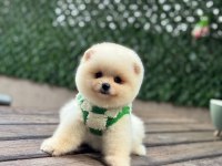 Dünya Tatlısı Pomeranian Boo
