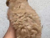 Çok güzel dişi erkek maltipoo yavrular