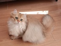 British longhair lilak golden erkek sevimli cana yakın