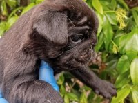 A KALİTELİ IRK VE SAĞLIK GARANTİLİ PUG MOPS BEBEKLER