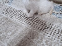 Küçük Minnak Kediler