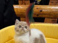 Exotic shorthair yavrularımız