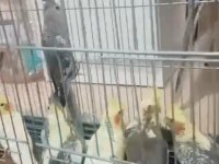 Kendi üretimhanemizden çift yada yavru sultan papağanlar