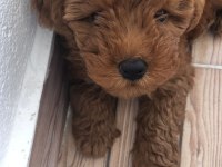 Red toy poodle bebeğimiz hazır