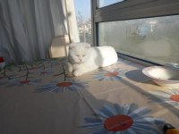 7 AYLIK SCOTTİSH FOLD KIRIK KULAK