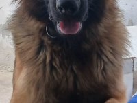 22 günlük alman çoban köpeği yavruları