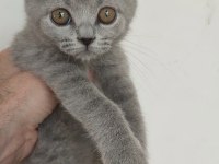 Safkan üretim british shorthair
