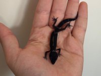 Black night leopard gecko