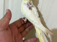 51 GÜNLÜK LUTİNO SULTAN BEBEK