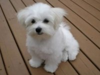 TeaCup Maltese Terrier Yavruları