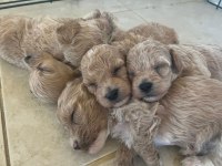Güzeller güzeli Maltipoo bebişlerimiz
