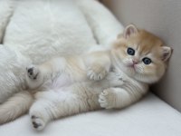 Neslinin En İyisi Golden NY12 British Shorthair Yavrular