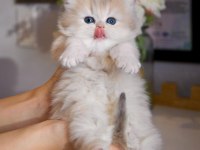 Nadir Görülen AY Golden British Longhair