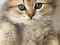 British Longhair Uzun Tüylü Yavrum