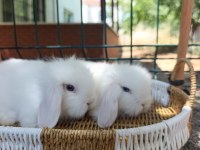 Hollanda Teddy Lop Tavşanlar Sütten Kesilenler