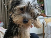 3 aylık safkan yorkshire terrier bebekler