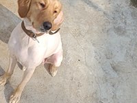 Golden retriever 10 aylık kızım