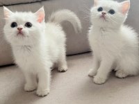Maviş british shorthair kız