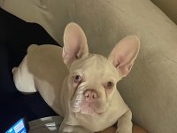 İSABELLA TAN PLATİNİUM ERKEK EGZOTİC FRENCH BULLDOG