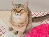 Golden British Shorthair Kedisi