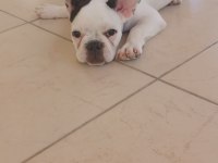 7 aylık french bulldog