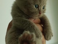 Hepsi birbirinden güzel Scottish Fold yavrular