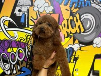 Tüm aşıları yapılı kısır dişi 2,5 yaşında poodle