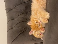 British shorthair yavrularımız