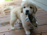 Kaliteli oyuncu golden retriever yavrular