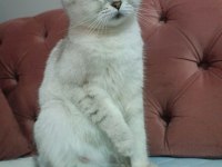 Acil yuva scottish fold kızımıza