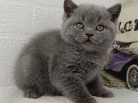Safkan British Shorthair Gri Yavrular