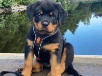 Son 1 dişi 1 erkek rottweiler kapıda ödeme mevcuttur
