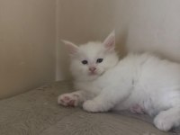 Safkan mavi gözlü maine coon xxl şecereli