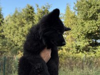 SCR Lİ SOLİD BLACK ÖZEL ALMAN KURDU